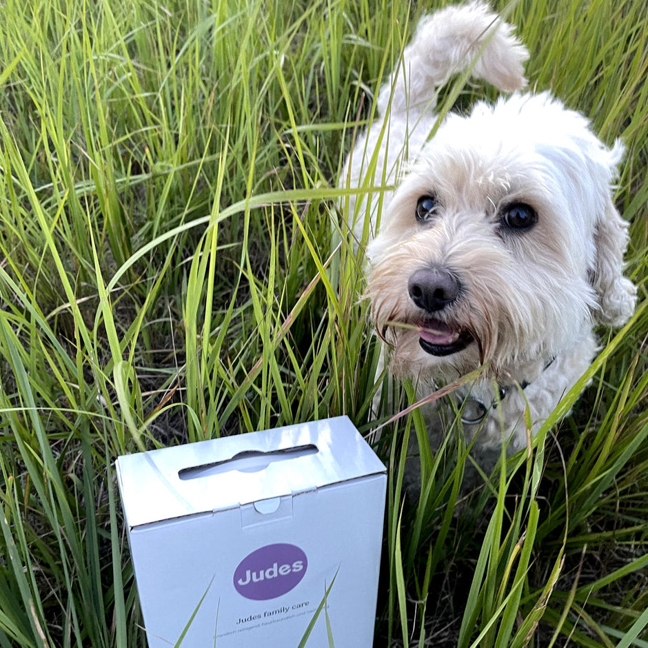 Detersivo Judes su un prato con un cane, pannolini senza test sugli animali